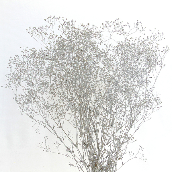 IMGP3249-1.jpg