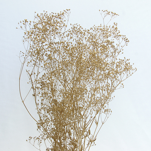 IMGP3246-1.jpg