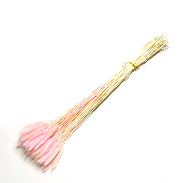 IMGP4325-1.jpg