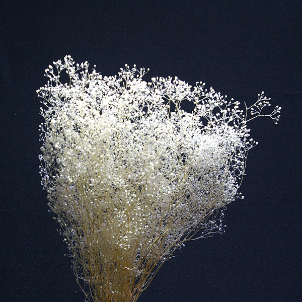 IMGP4951-1.jpg