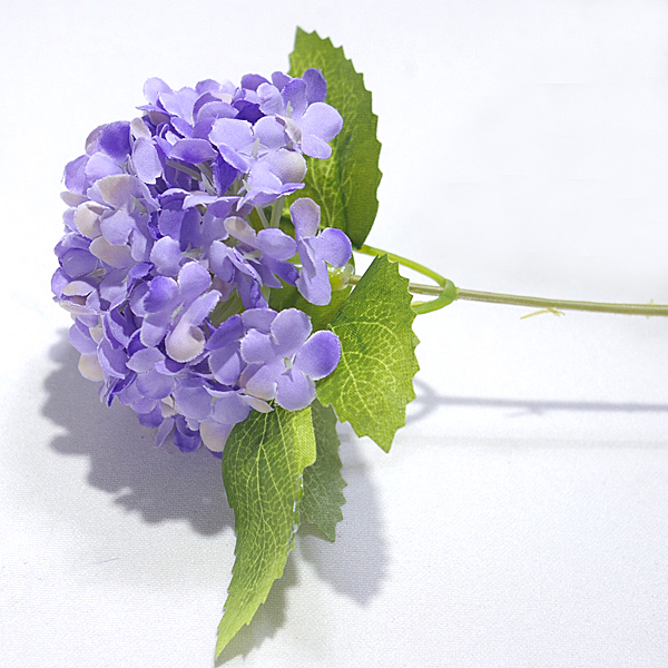 IMGP5071-1.jpg