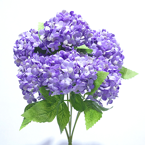 IMGP5065-1.jpg