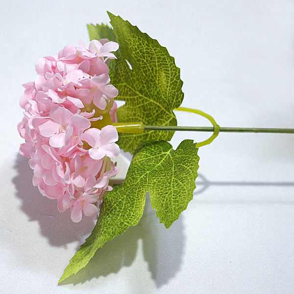 IMGP5070-1.jpg