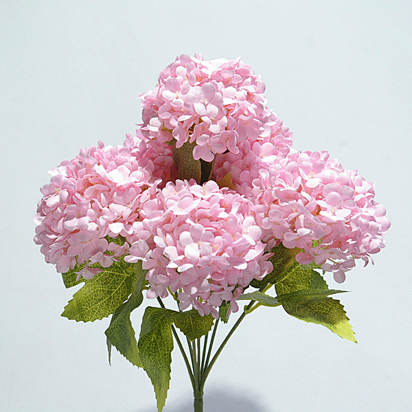 IMGP5063-1.jpg