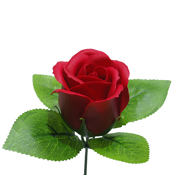 IMGP5333-1.jpg
