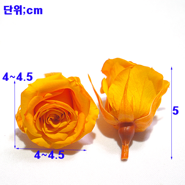 IMGP5576-11.jpg