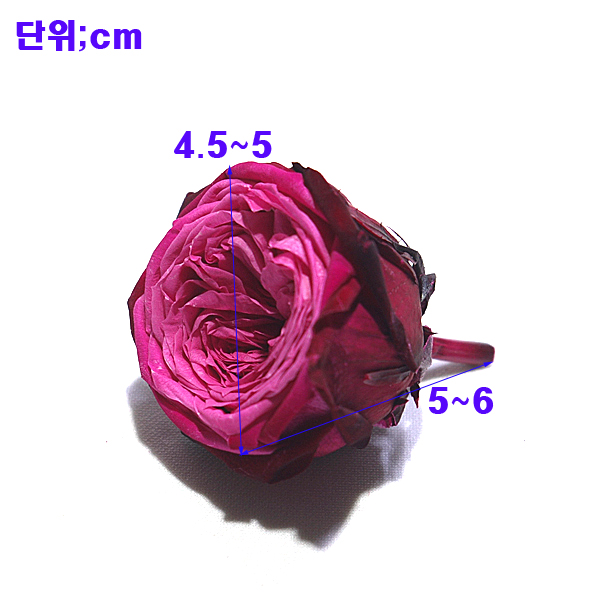 IMGP5575-11.jpg
