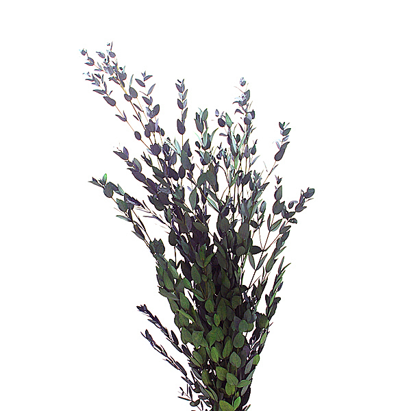 IMGP1425-2.jpg