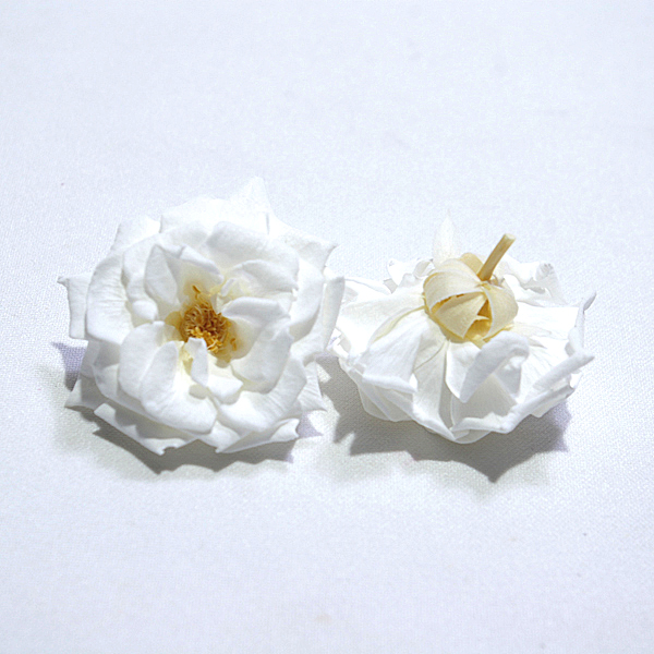 IMGP5950-1.jpg