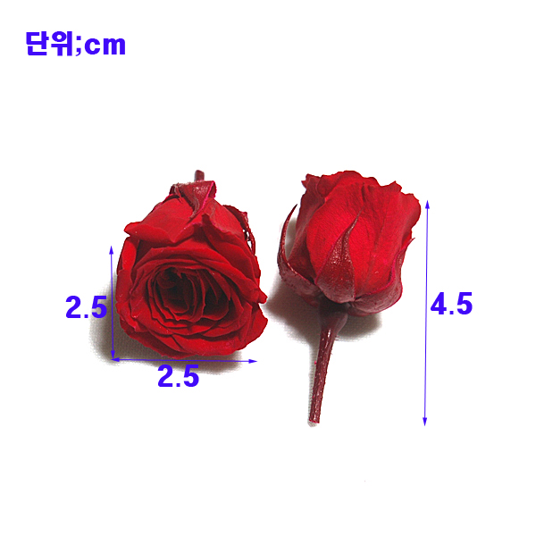 IMGP2181-11.jpg