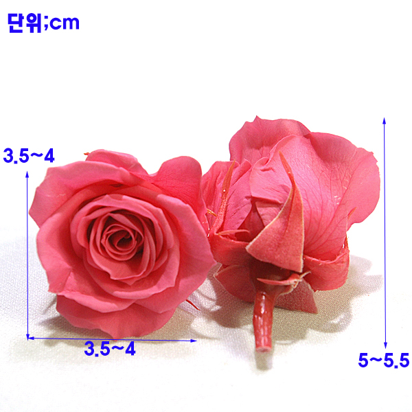 IMGP7190-11.jpg