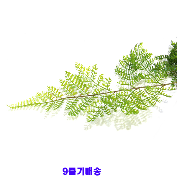 IMGP7124-11.jpg