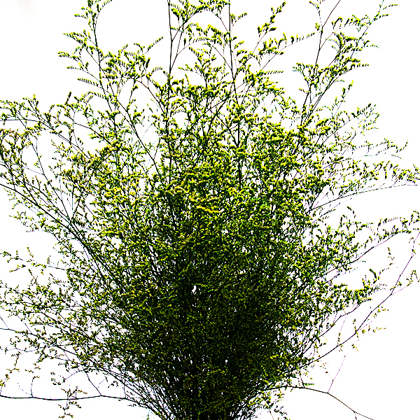 IMGP7661-1.jpg