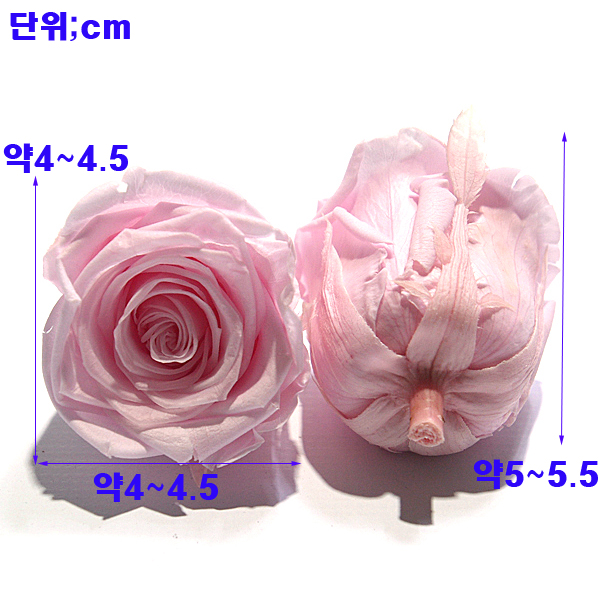 IMGP7883-11.jpg