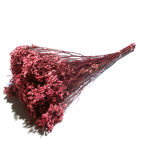 IMGP7990-2.jpg