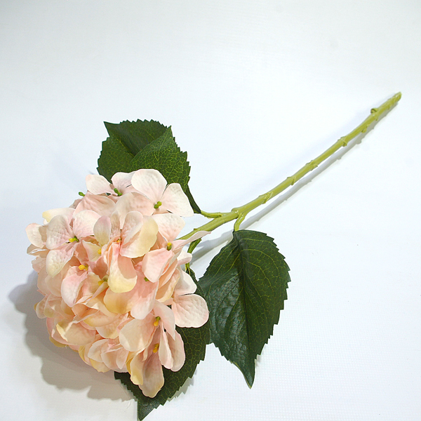 IMGP8504-1.jpg