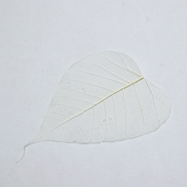 IMGP6595-1.jpg